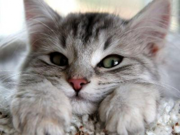 Գիտնականները պարզել են, թե ինչպես են կատուները մանիպուլյացիայի ենթարկում մարդկանց՝ մլավելու օգնությամբ